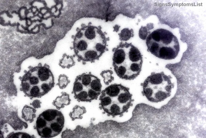 Illustration of blood cells in CLL context