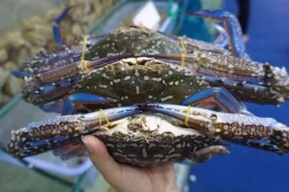 Можно ли беременным есть крабов? Польза, которую нужно знать беременным женщинам об этом морепродукте