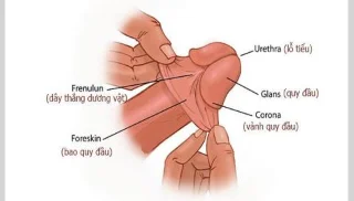 Apa Itu Kulup? Kenali Fungsi, Penyakit Umum, dan Cara Perawatan