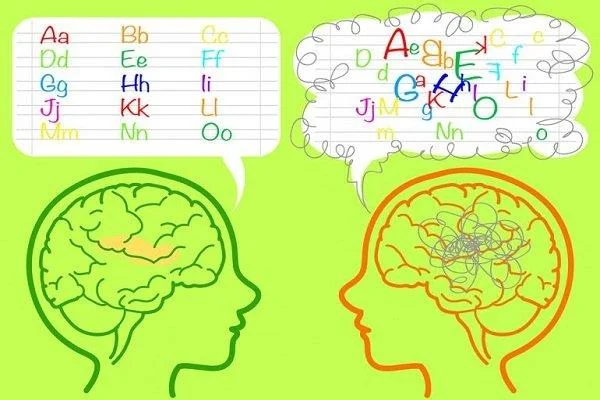 Височная доля: анатомия и функции