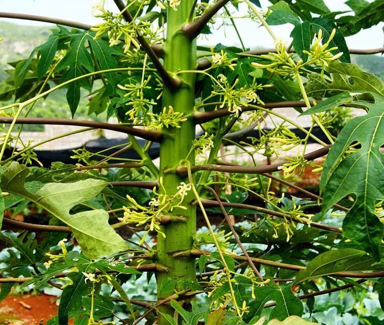 Bunga pepaya jantan – bunga dari tanaman yang “dibuang” dan kebenaran efeknya