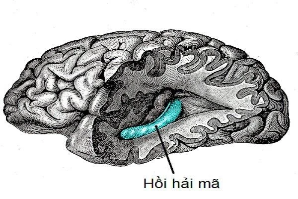 Височная доля: анатомия и функции